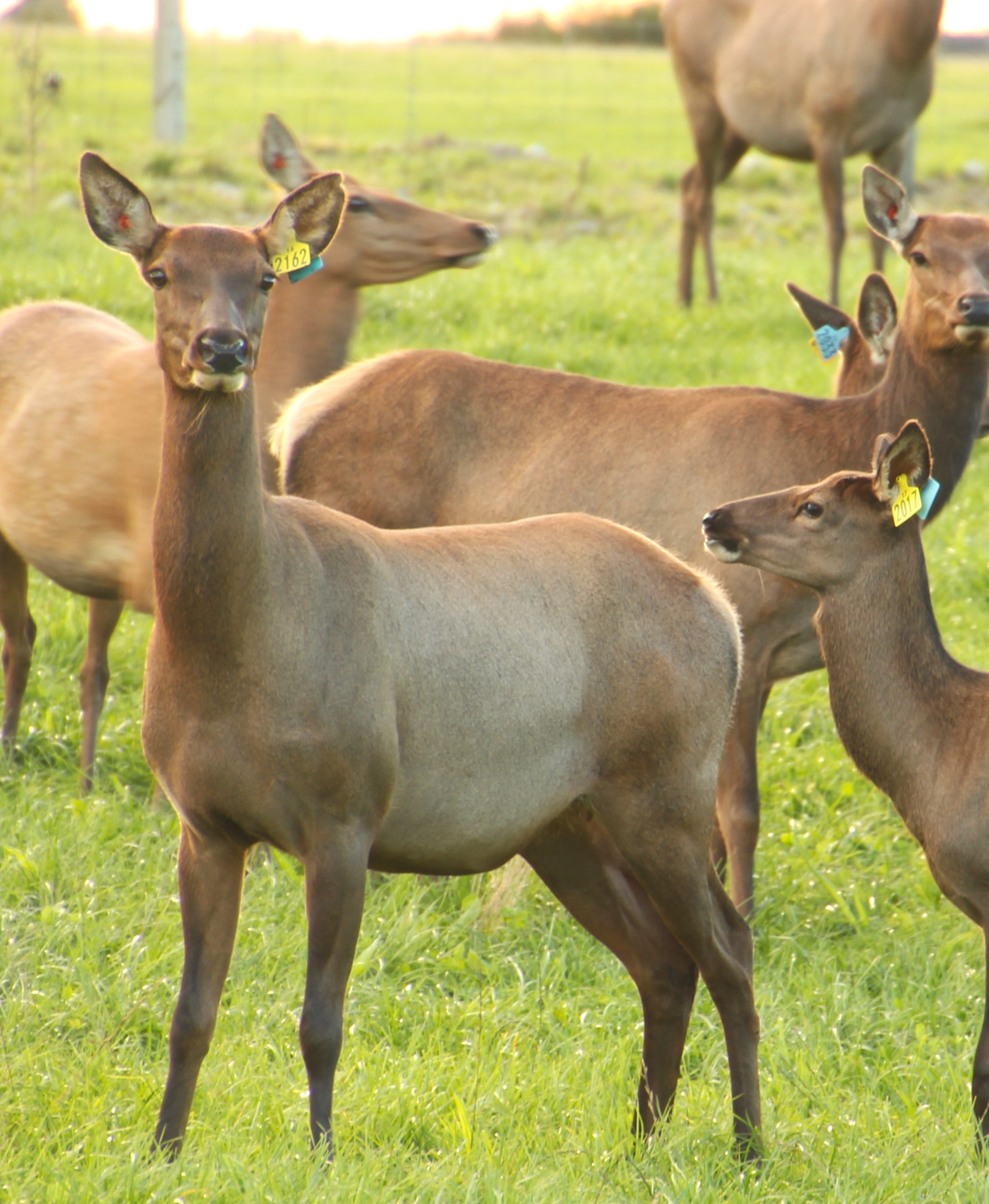 nutrideer