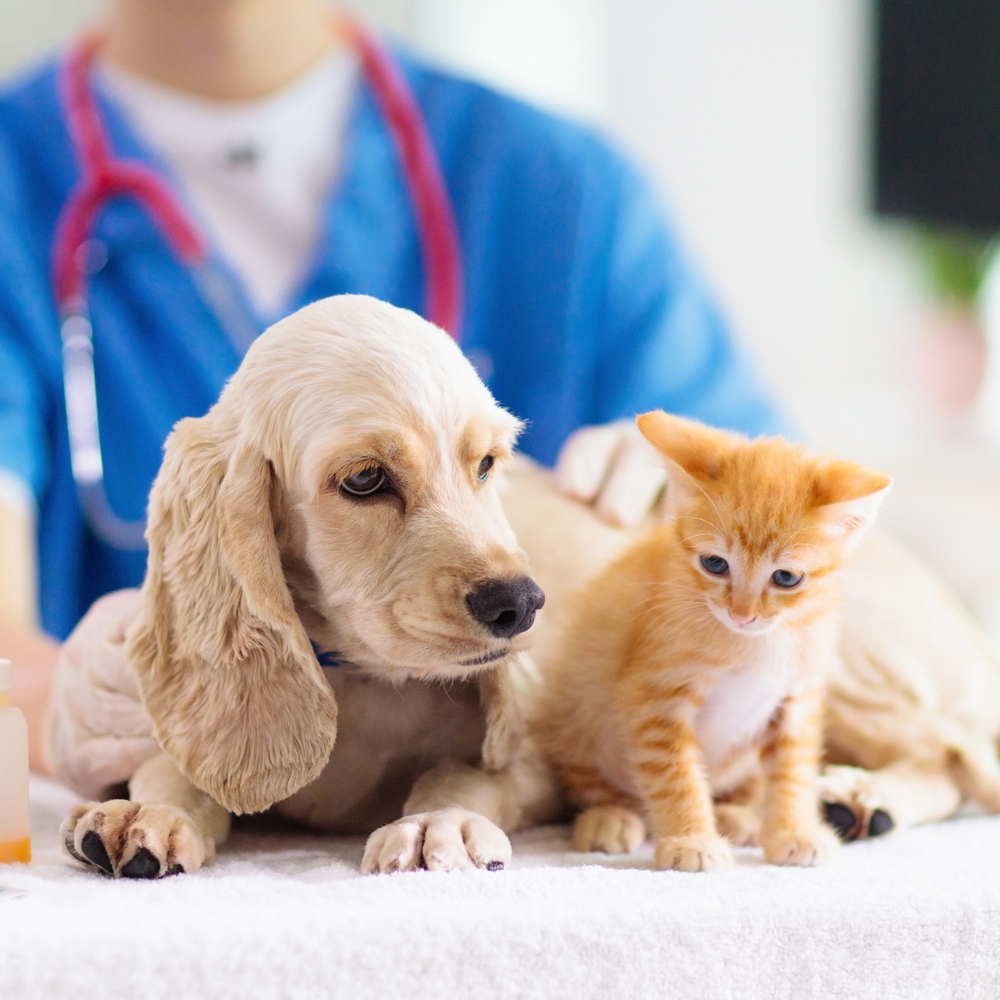 Global Trends in Pet Nutrition