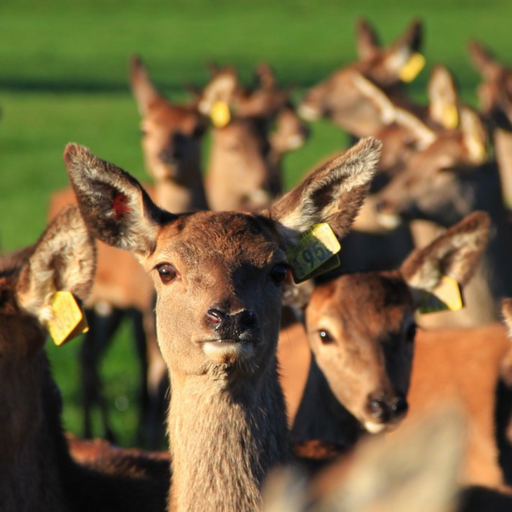 Deer Milk - Nutrition's Exciting New Discovery